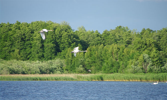 Två fåglar flyger över sjön